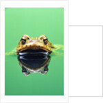 Frog in the water by Anonymous