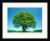Oak in spring by Anonymous