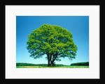 Oak in spring by Anonymous