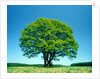 Oak in spring by Anonymous