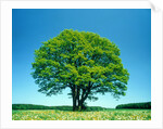 Oak in spring by Anonymous