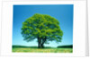 Oak in spring by Anonymous