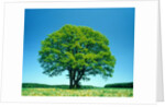 Oak in spring by Anonymous