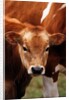 Calf at grass by Anonymous
