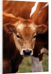 Calf at grass by Anonymous