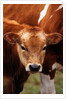 Calf at grass by Anonymous