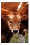 Calf at grass by Anonymous