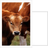 Calf at grass by Anonymous