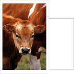 Calf at grass by Anonymous