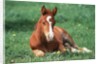 Young Horse Lying in Pasture by Anonymous