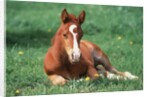 Young Horse Lying in Pasture by Anonymous
