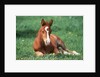 Young Horse Lying in Pasture by Anonymous