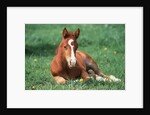 Young Horse Lying in Pasture by Anonymous