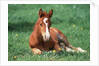 Young Horse Lying in Pasture by Anonymous