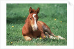 Young Horse Lying in Pasture by Anonymous