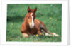 Young Horse Lying in Pasture by Anonymous