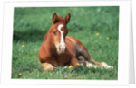 Young Horse Lying in Pasture by Anonymous
