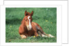 Young Horse Lying in Pasture by Anonymous