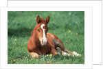 Young Horse Lying in Pasture by Anonymous
