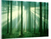 Sunbeams through forest trees, morning by Anonymous