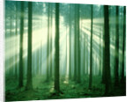 Sunbeams through forest trees, morning by Anonymous