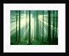 Sunbeams through forest trees, morning by Anonymous