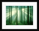 Sunbeams through forest trees, morning by Anonymous
