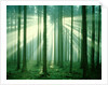 Sunbeams through forest trees, morning by Anonymous