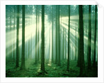 Sunbeams through forest trees, morning by Anonymous