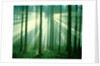 Sunbeams through forest trees, morning by Anonymous