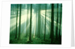 Sunbeams through forest trees, morning by Anonymous