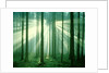 Sunbeams through forest trees, morning by Anonymous