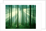 Sunbeams through forest trees, morning by Anonymous