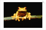 Red-eyed tree frog by Anonymous