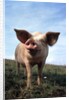 Portrait of Yorkshire piglet by Anonymous