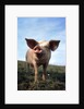 Portrait of Yorkshire piglet by Anonymous