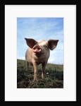 Portrait of Yorkshire piglet by Anonymous