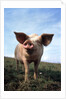 Portrait of Yorkshire piglet by Anonymous