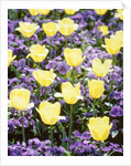 Yellow tulips between purple pansys by Anonymous