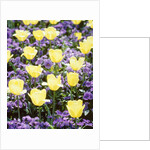 Yellow tulips between purple pansys by Anonymous