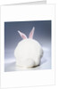 White Rabbit by Anonymous