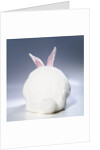 White Rabbit by Anonymous