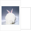White Rabbit by Anonymous