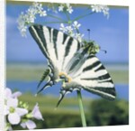 Sail butterfly sitting on a blossom by Anonymous