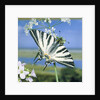 Sail butterfly sitting on a blossom by Anonymous