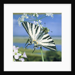 Sail butterfly sitting on a blossom by Anonymous