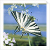 Sail butterfly sitting on a blossom by Anonymous