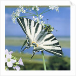 Sail butterfly sitting on a blossom by Anonymous
