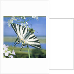 Sail butterfly sitting on a blossom by Anonymous