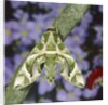 Oleander hawk moth sitting on a branch by Anonymous